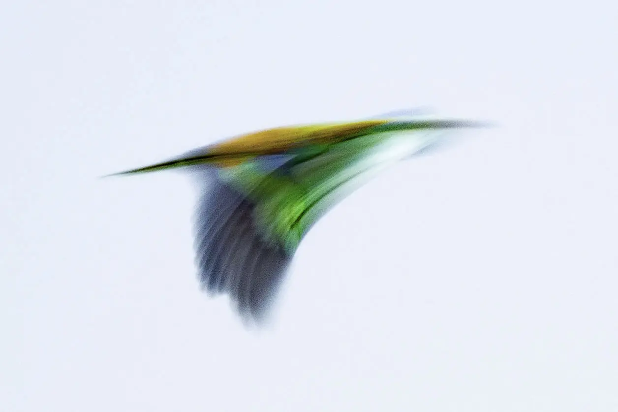 Alain Jouffray : photographe