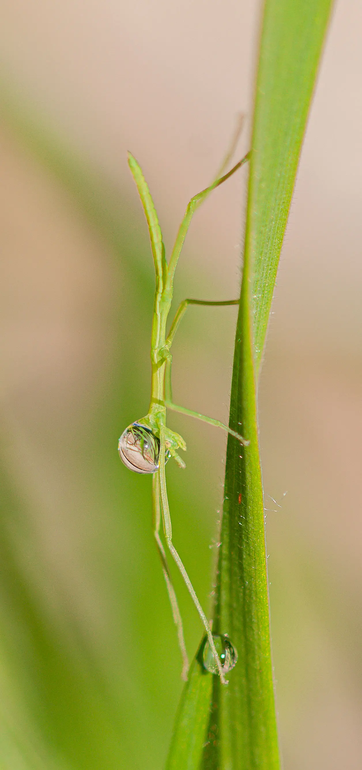 Anne-Cécile WERTH - Photographe
