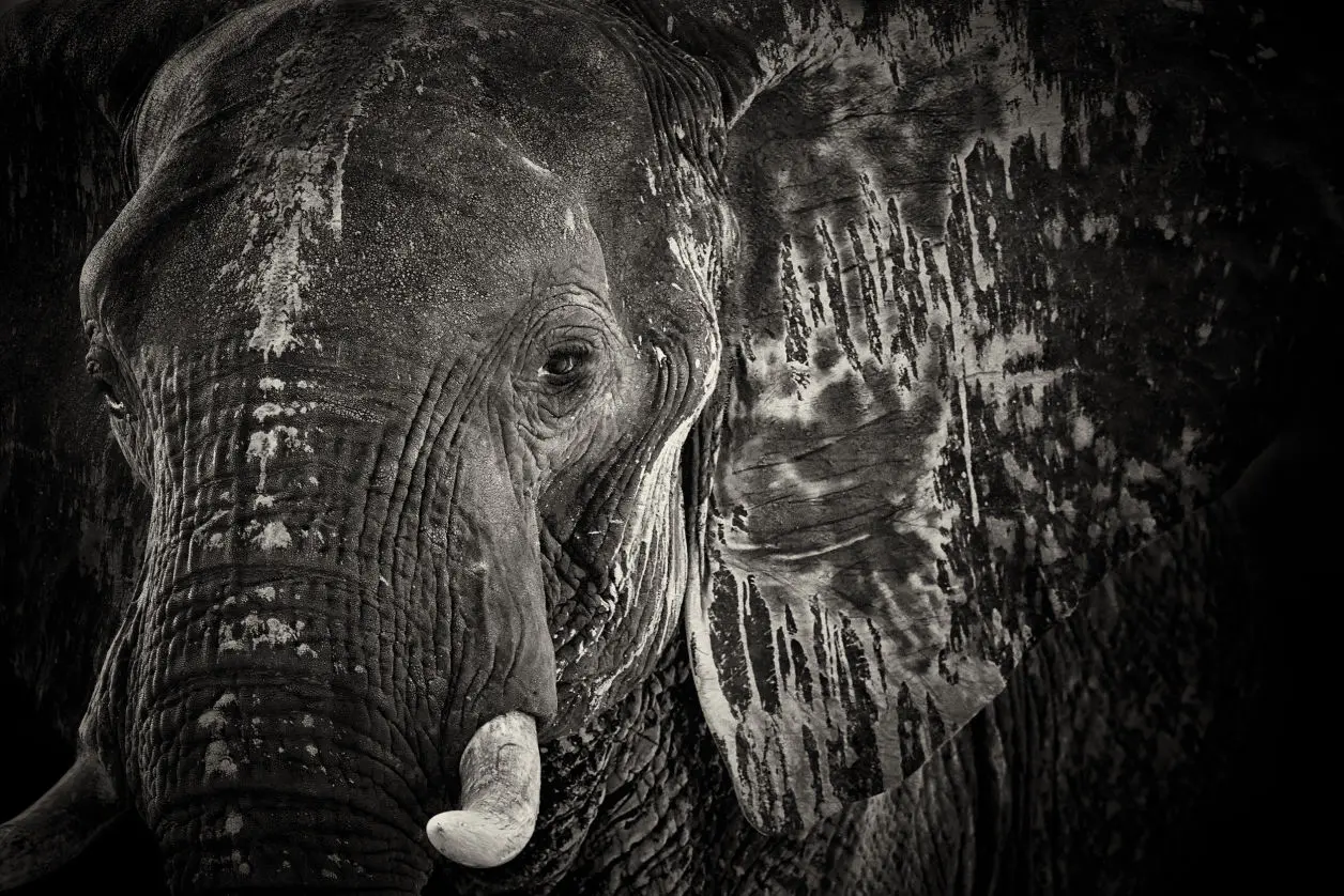 Anne-Marie Etienne : photographe