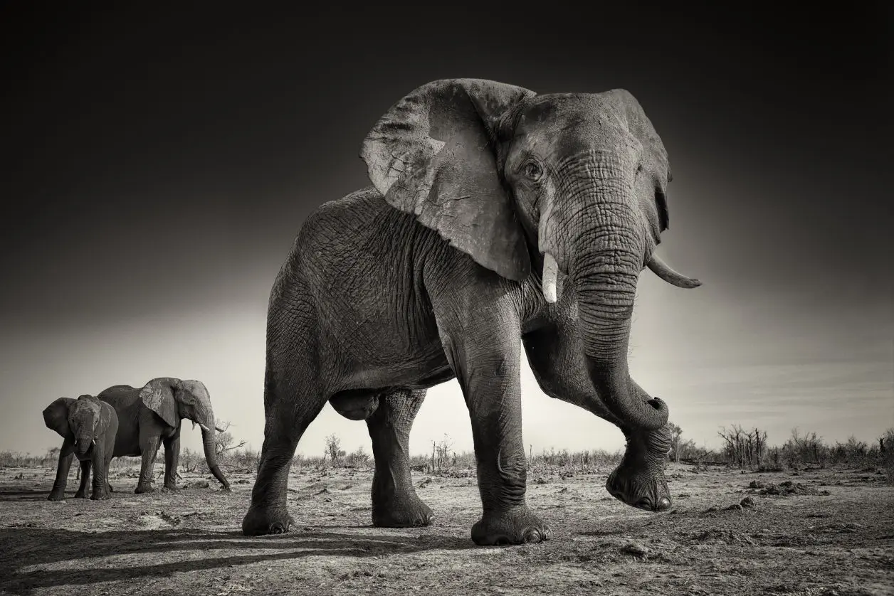 Anne-Marie Etienne : photographe