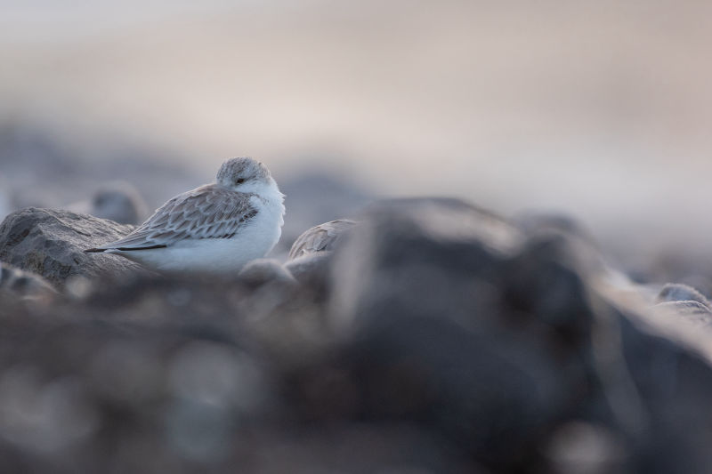 Exposition Sébastien Steimes