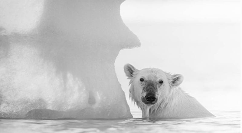 Exposition de Olivier Larrey