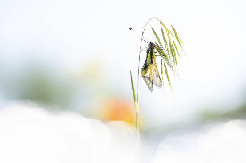 Alain Beaudhuin exposition